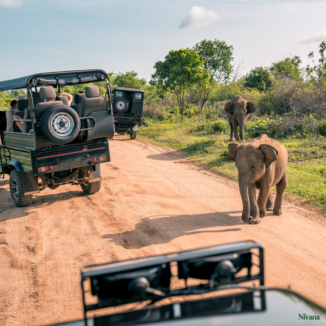 Luxury Wellness Safaris