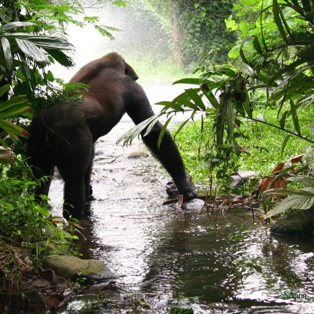 Rwanda: Gorilla Trek & Forest Stillness