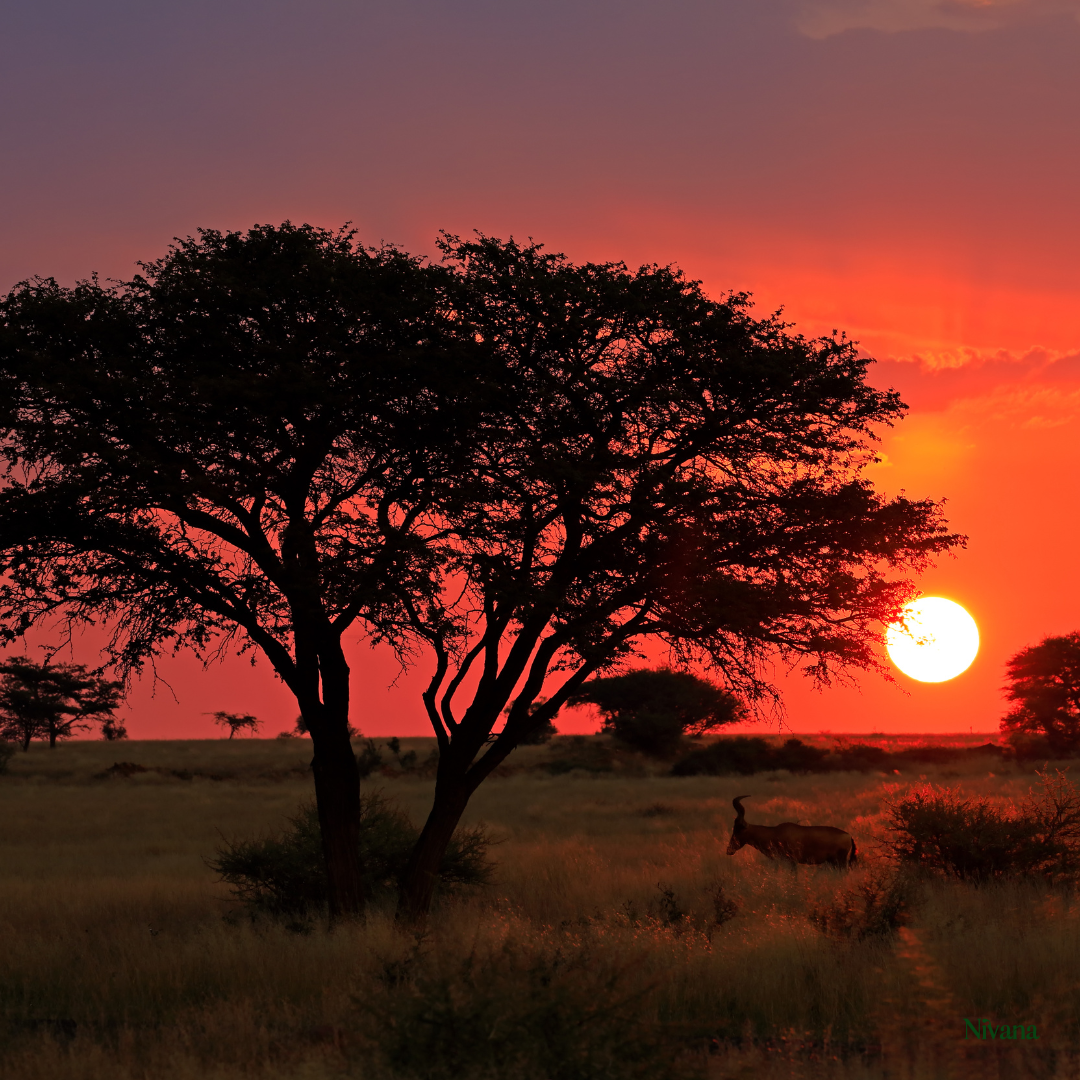 Soulful Savannah Reset