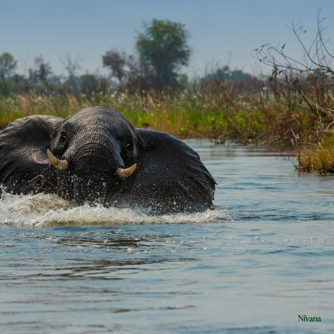 Botswana: Stillness by the Delta