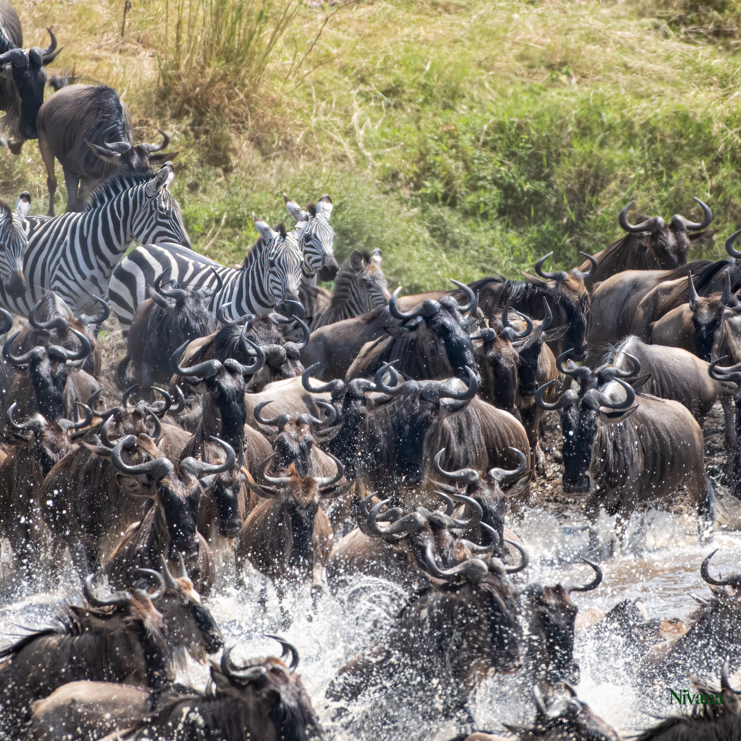 Tanzania: Serengeti to Zanzibar Dual Reset