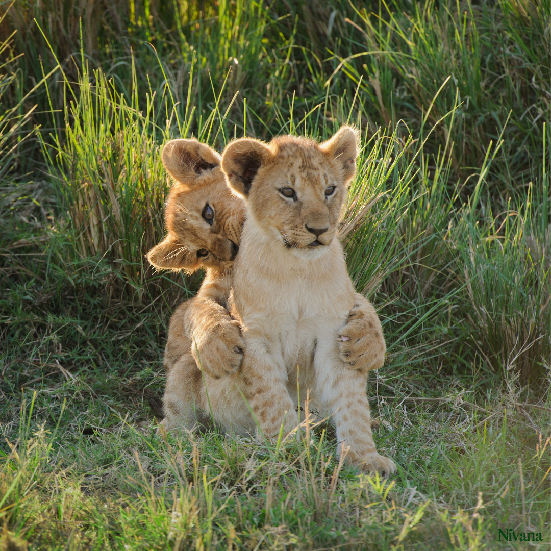 Masai Mara
